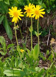 Image result for Sphaeranthus chandleri