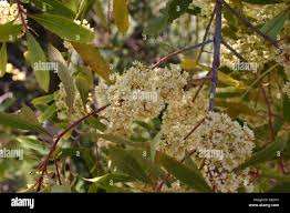 Image result for Catha edulis