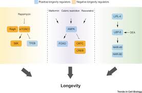 Maybe you would like to learn more about one of these? Lysosomes Signaling Hubs For Metabolic Sensing And Longevity Trends In Cell Biology