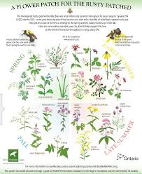 Maybe you would like to learn more about one of these? Pin On Bees Ants Pollinators