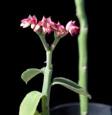 Image result for Monadenium rugosum