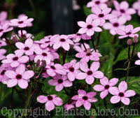 Image result for Otomeria