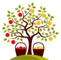 So we tried again a. Multi Grafted Fruit Trees Stark Bro S Custom Graft Fruit Trees