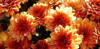 Pin On Flowers