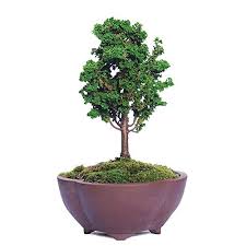Jun 15, 2020 · the latest tweets from nudo【メンズコスメ/メンズメイク】 (@nudo_cosmetics). Brussel S Bonsai Live Dwarf Hinoki Cypress Sekka Outdoor Bonsai Tree 4 Years Old 6 To 10 Tall With Decorative Container Small Walmart Com Walmart Com