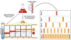 Mode Of Dna Replication Meselson Stahl Experiment Article