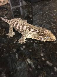 Moro Leachianus Geckos