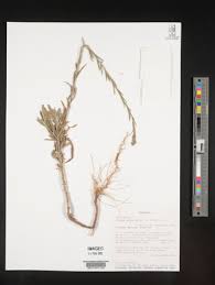 Image result for Nidorella welwitschii