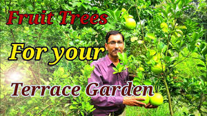 Anyone can grow fruit trees in containers or pots indoors. Growing Fruit Trees In Container Or Pots In A Terrace Garden Youtube