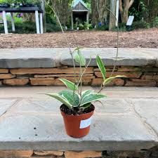 Image result for Carvalhoa macrophylla