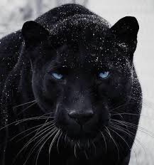 Nature Wild On Twitter In 2021 Panther Pictures Panther Cat Black Panther Cat