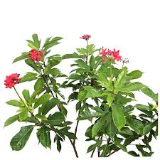 Image result for Jatropha seineri