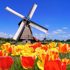 Delivered in every country in europe. Ø²Ù‡ÙˆØ± Ù‡ÙˆÙ„Ù†Ø¯Ø§ Ø¨Ø§Ù„ØµÙˆØ± Ø§Ù„Ù…Ø±Ø³Ø§Ù„