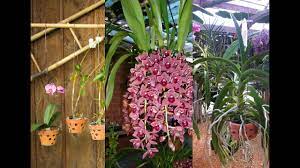 Click here to jump to my top 5 picks. Hanging Orchid Planter Ideas Youtube