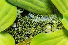 Image result for Wolffia arrhiza