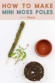 We did not find results for: How To Make A Mini Moss Pole For Your Plants