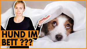 Dem hund abgewöhnen, im bett zu schlafen am einfachsten ist die umstellung von bett auf körbchen, wenn sich ihr hund an seinem neuen schlafplatz sicher fühlt. Hund Im Bett Oder Auf Dem Sofa Das Musst Du Wissen