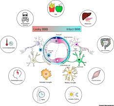 Blood Brain Barrier Dynamics To Maintain Brain Homeostasis Trends In Neurosciences