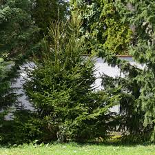 Weeping evergreen, branches weep cascade along the trunk. Norway Spruce Plant Care Growing Guide