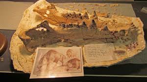 Image result for Dignathia