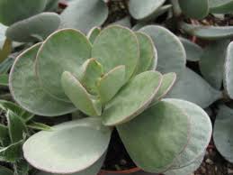 Pin On Kalanchoe