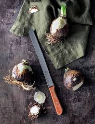 We did not find results for: How To Make Wax Dipped Amaryllis Bulbs The Art Of Doing Stuff