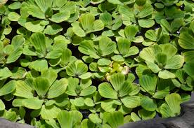 Image result for Pistia