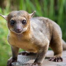 You may have heard the kinkajou called by the more popular name of honey bear. Kinkajou Catering Services Home Facebook