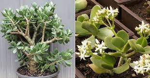 Agave is a large genus of succulents forming rosette shapes. Crassula Ovata Obliqua Jade Plant World Of Succulents Jade Plants Crassula Ovata Succulents