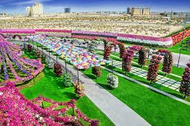 Check spelling or type a new query. Dubai Miracle Garden Looking For Beauty In Dubai Expdubai Com