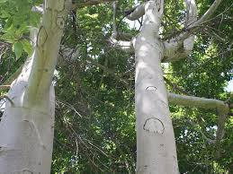 Image result for Ficus sur