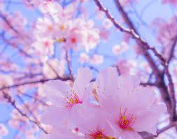 Toh sebenarnya lebih indah dan cantik foto bunga full hd daripada gambar bunga bergerak di jadikan wallpaper di ponsel kamu yang bikin baterai hp kesayangan kamu cepat habis. Bunga Sakura Gambar Bunga Cantik Untuk Wallpaper Hp