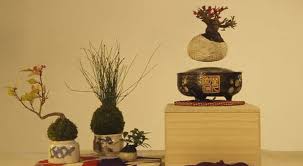 We would like to show you a description here but the site won't allow us. Dal Giappone Arriva Il Bonsai Volante Ecco Come Funziona Basta Dargli Acqua Video