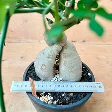 Image result for Adenia fruticosa