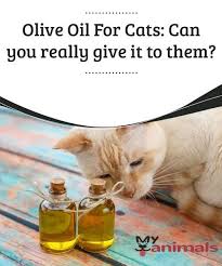 Olive Oil For Cats Can You Really Give It To Them We Ve Talked About The Benefits Of Olive Oil For Dogs But Is Olive Oi Cats Olive Oil For Dogs Cat