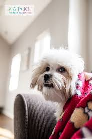 I check email a couple times a week. Shih Tzu Puppies Ann Arbor Michigan