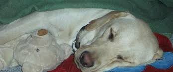 Det er ganske simpelt en hund der er avlet på engelske/irske markprøvelinier. Labrador Retriever Zippo Gul Formel 1 2004 Dejlig Hund Som Alle Kan Snak