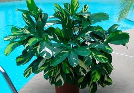 Image result for Ktenante Ctenanthe