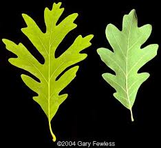 Image result for white oak leaf