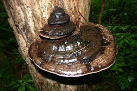 Image result for Ganoderma applanatum