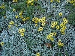 Image result for Helichrysum sulfureofuscum