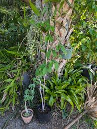 Image result for Adenia karibaensis