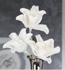 It is evergreen in many climates. Casablanca Foam Flower Rumba Weiss Kaufland De