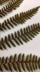 Image result for Pleopeltis  × simiana