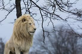 Brown, black, white, coffee, gray, multicolor, red. Hd Wallpaper Predator Mane Profile Wild Cat White Lion Wallpaper Flare