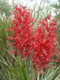 Image result for Grevillea