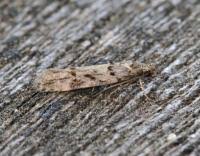 Image result for Teleiopsis diffinis