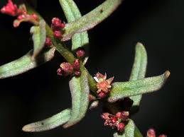 福星花園 多花水莧菜 plants lizard animals