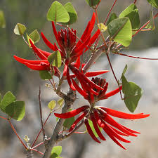 Image result for Erythrina sp. 1
