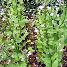 Image result for Lobelia caerulea